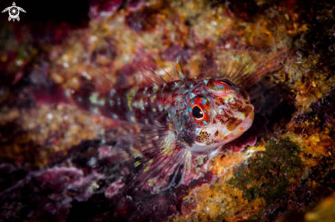 A Coral fish