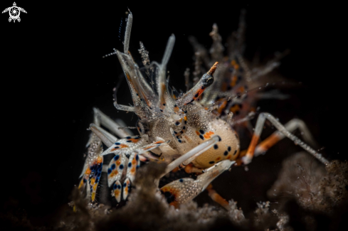 A Phyllognathia ceratophthalma | Tiger shrimp