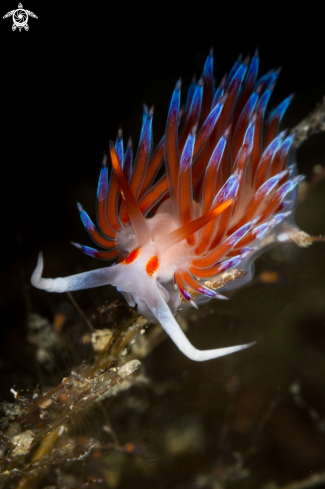 A Cratena nudibranch 