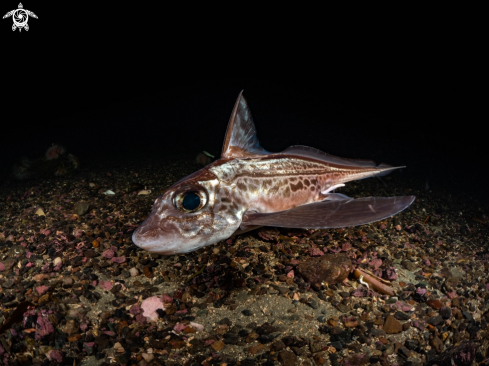 A Ghost shark 