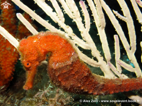 A long nose seahorse