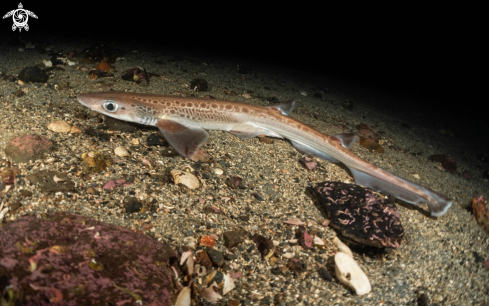 A Galeus melastomus | Blackmouth catshark 