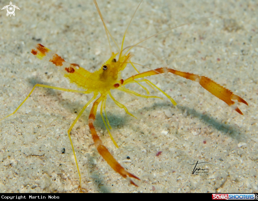 A Golden Coralshrimp