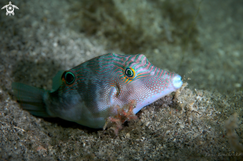 A Canthigaster compressa | FISH