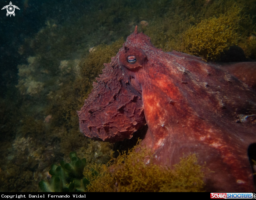 A Pulpo Colorado (Red Octopus)