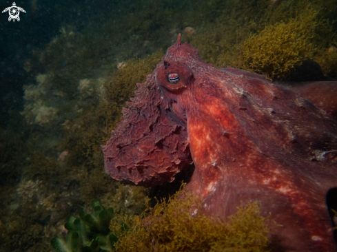 A Pulpo Colorado (Red Octopus)