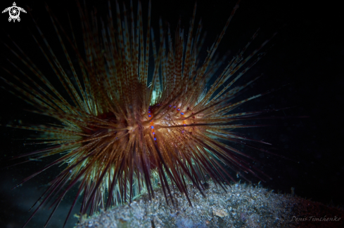 A SEA URCHIN