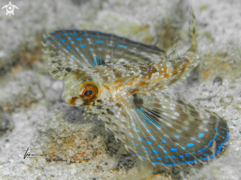 A Flying Gurnard