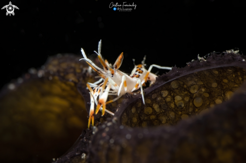 A Spiny  tiger shrimp