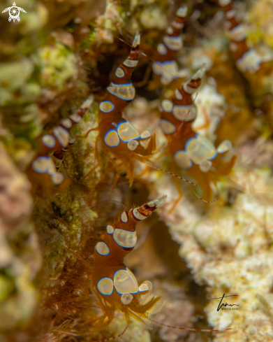 A Thor amboinensis | Anemone squat shrimp