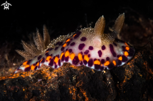 A Chromodoris naiki nudibranch | Chromodoris naiki nudibranch