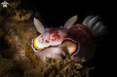 A Chromodoris trimarginata nudibranch