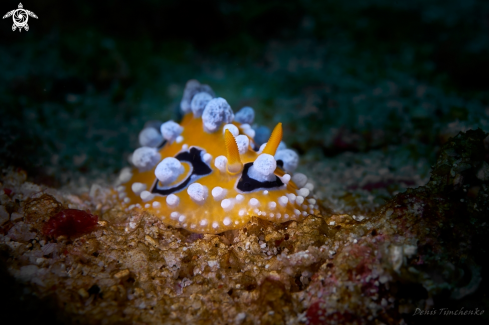 A NUDIBRANCH