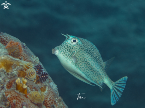 A Acanthostracion polygonius | Honeycomb Cowfish