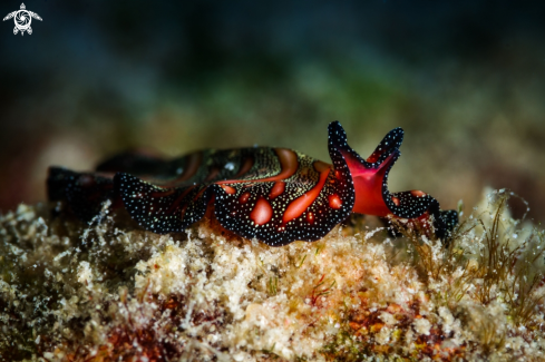 A Pseudobiceros bedfordi | Bedford's flatworm