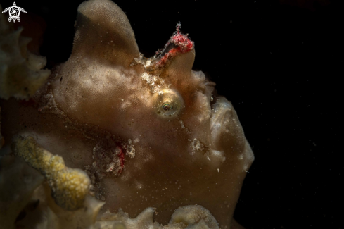 A Antennarius pictus | Painted Frogfish