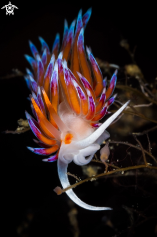 A Cratena peregrina nudibranch | Cratena nudibranch 