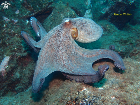A Octopoda | Pulpo