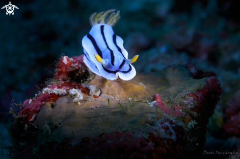 A NUDIBRANCH