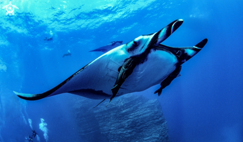 A Chevron Manta