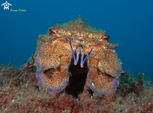 A Scyllarides latus | Langosta canaria