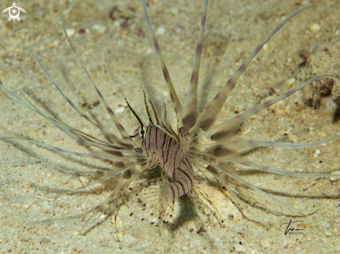 A Red Lionfish