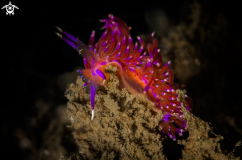 A Coryphellina rubrolineata | Flabellina nudibranch