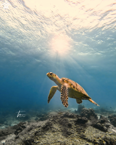 A Eretmochelys imbricata | Hawksbill Seaturtle