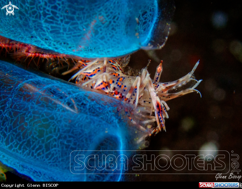 A Spiny Tiger shrimp