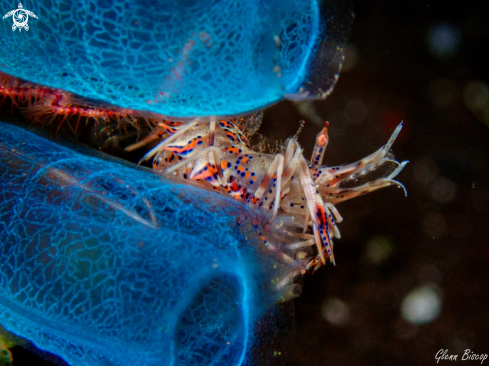 A Phyllognathia ceratophthalma | Spiny Tiger shrimp