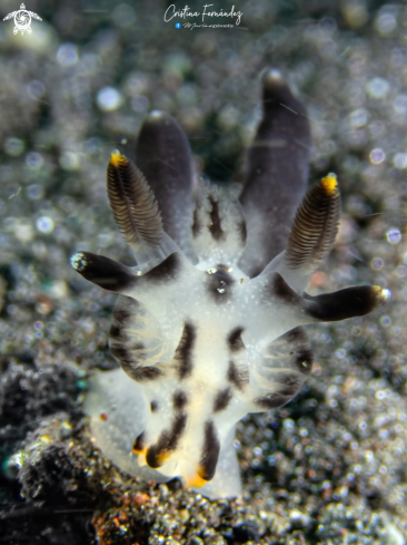 A Nudibranch