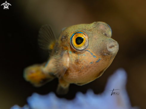 A Canthigaster rostrata | Sharpnose Pufferfish