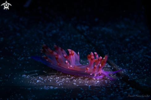 NUDIBRANCH