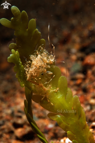 A skeleton shrimp