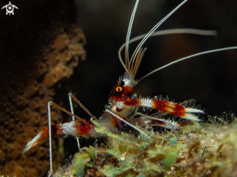 A Stenopus hispidus | Banded Coralshrimp