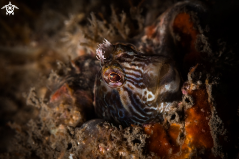 A Coral blenny