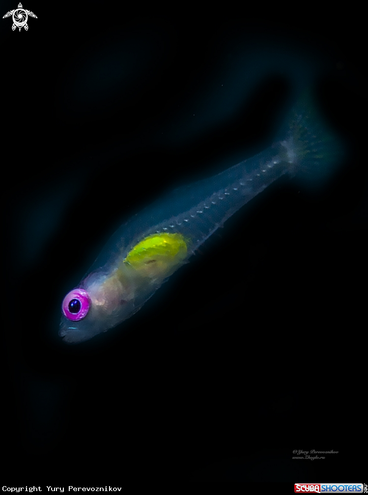 A Small fish