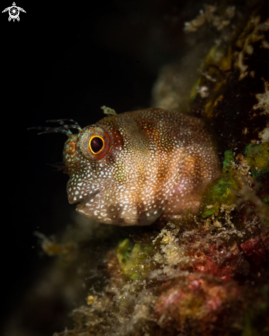 A Blenny 