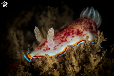 A Chromodoris trimarginata nudibranch | Chromodoris trimarginata nudibranch