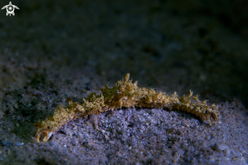 A CRAB