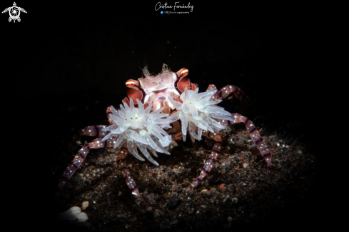 A Lybia tessellata | Pom pom crab