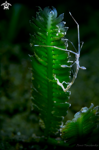 A Quadrisegmentum sp. | SHRIMP