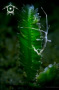 A SHRIMP