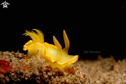 A yellow nudibranch