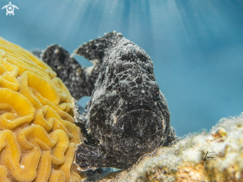 A Antennarius multiocellatus | Frogfish