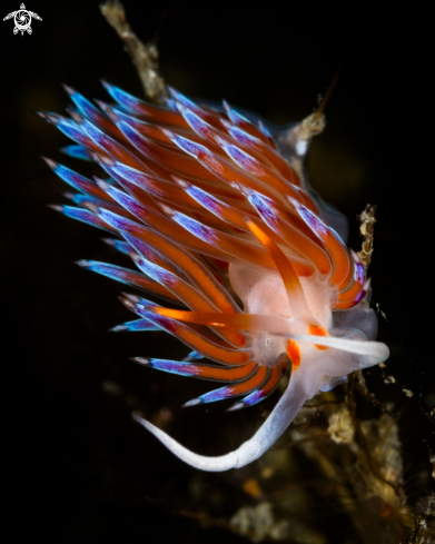 A Cratena nudibranch 