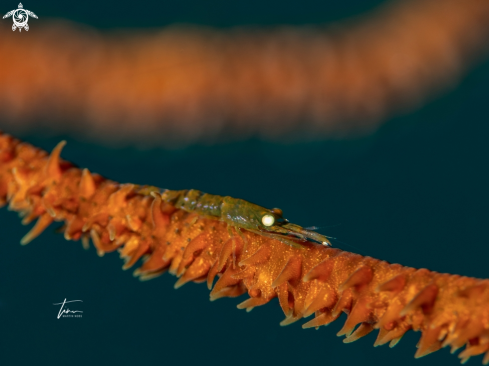 A Pseudopontonides principis | Wirecoral shrimp