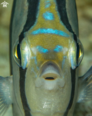 A Chaetodon striatus | Banded Butterflyfish