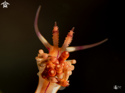 A Coryphellina flamma | Coryphellina flamma