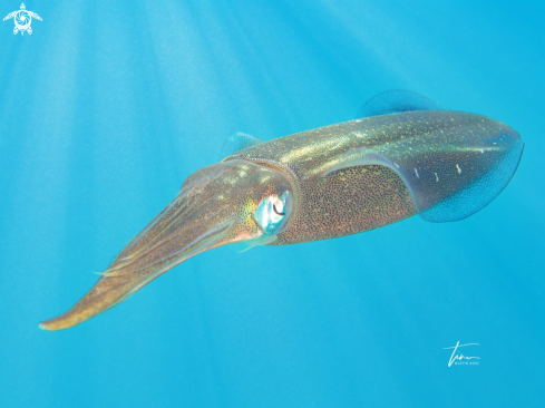 A Sepioteuthis sepioidea | Caribbean reef squid